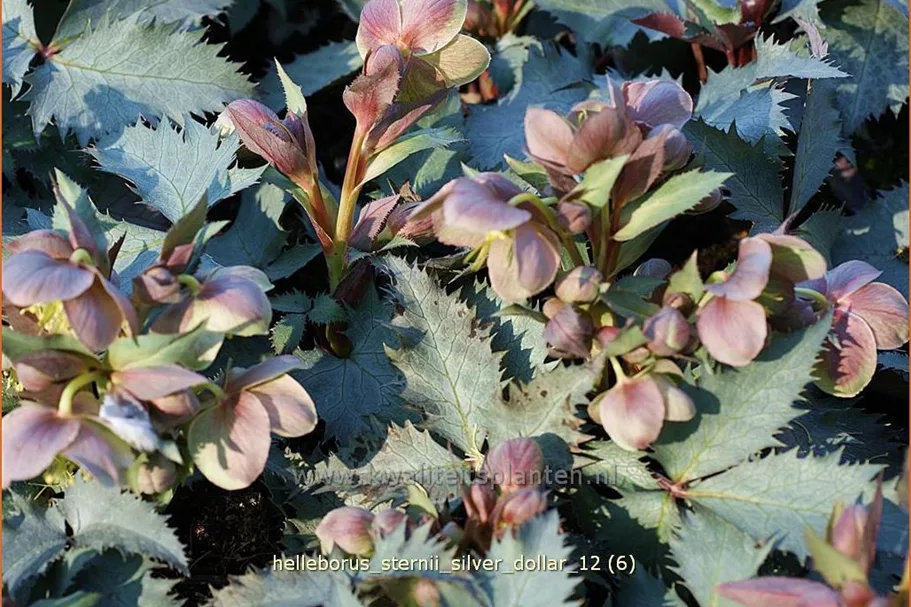 Helleborus sternii 'Silver Dollar'