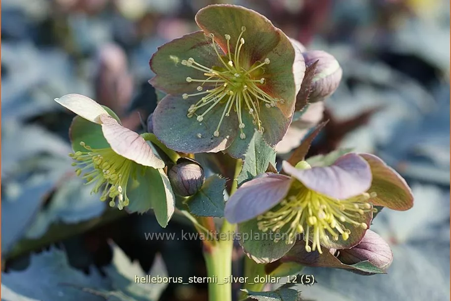 Helleborus sternii 'Silver Dollar'