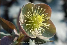 Helleborus sternii 'Silver Dollar'