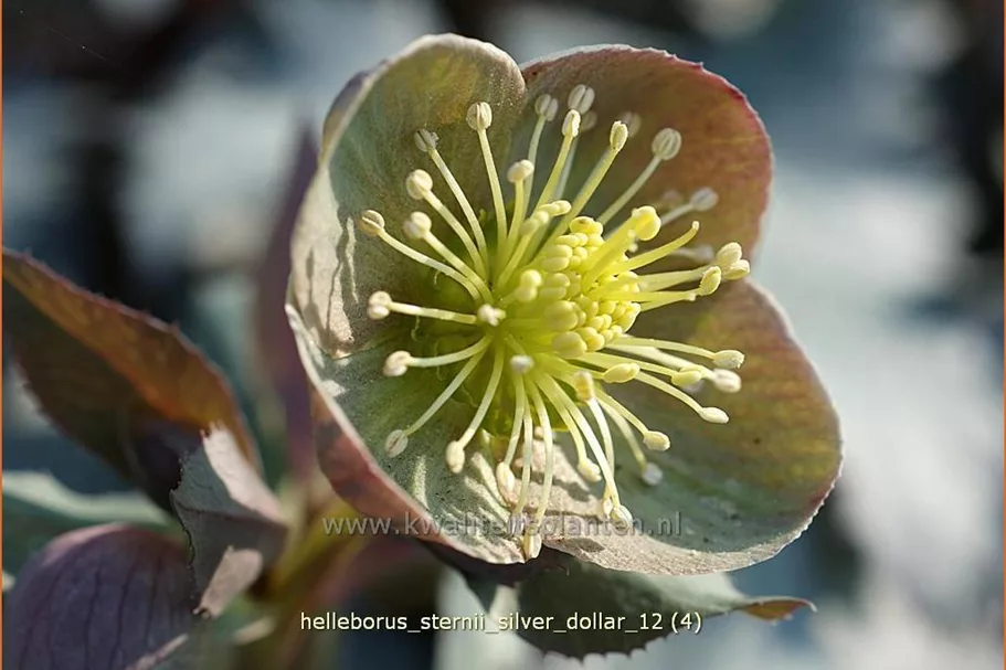 Helleborus sternii 'Silver Dollar'