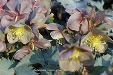 Helleborus sternii 'Silver Dollar'
