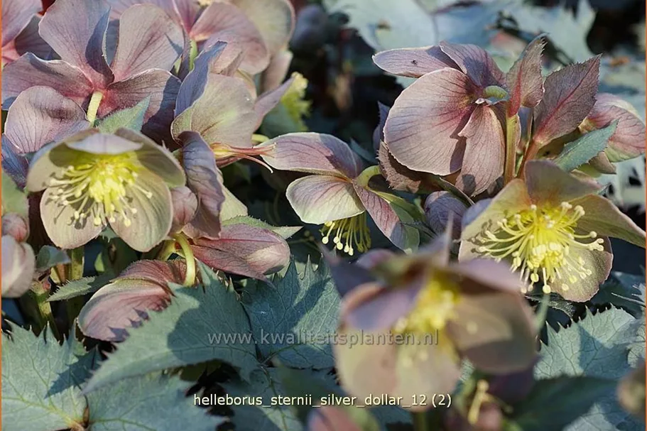Helleborus sternii 'Silver Dollar'