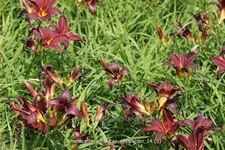 Hemerocallis 'American Revolution'