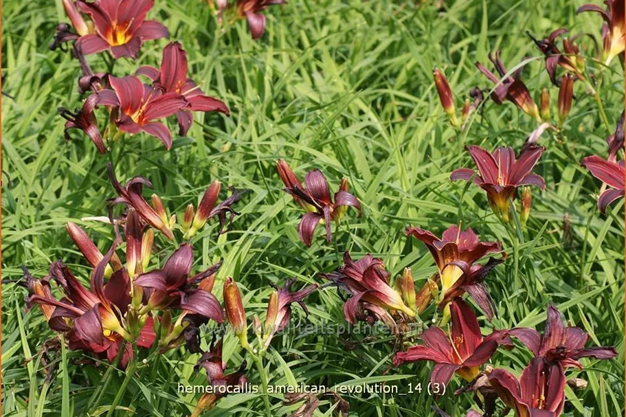 Hemerocallis 'American Revolution'