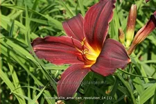 Hemerocallis 'American Revolution'