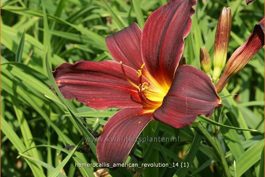 Hemerocallis 'American Revolution'