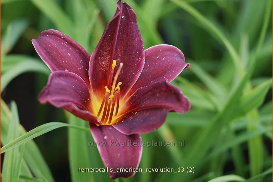 Hemerocallis 'American Revolution'