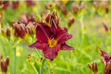 Hemerocallis 'American Revolution'