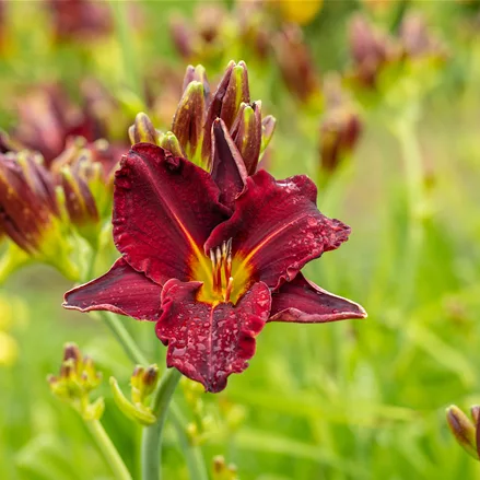 Hemerocallis 'American Revolution'