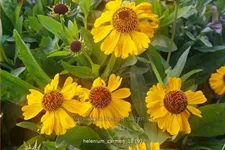 Helenium 'Carmen'