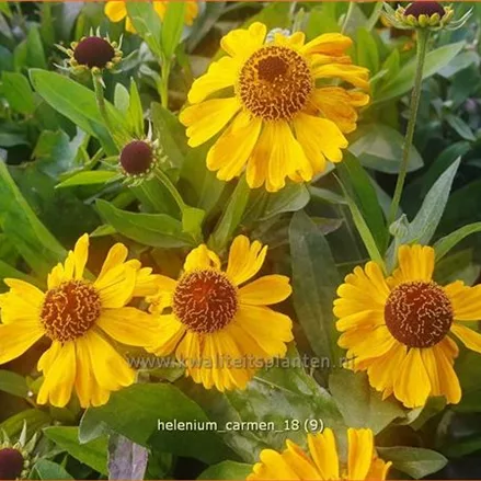 Helenium 'Carmen'
