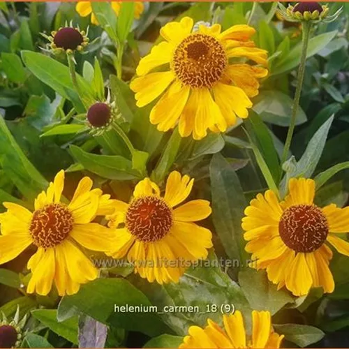 Helenium 'Carmen'