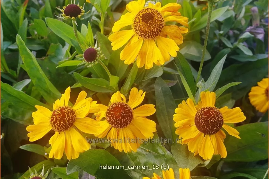 Helenium 'Carmen'