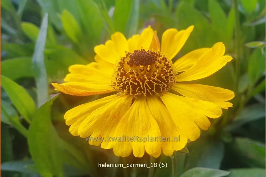 Helenium 'Carmen'