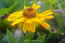 Helenium 'Carmen'