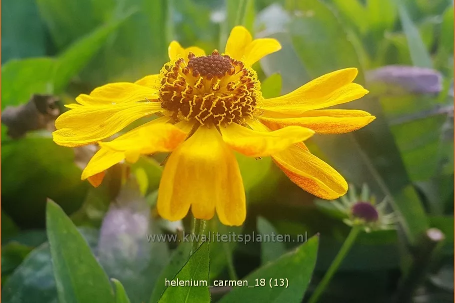 Helenium 'Carmen'