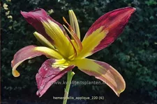 Hemerocallis 'Applique'