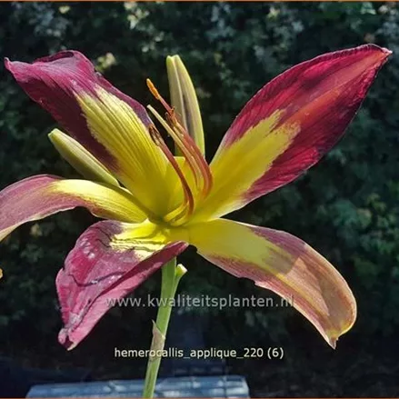 Hemerocallis 'Applique'