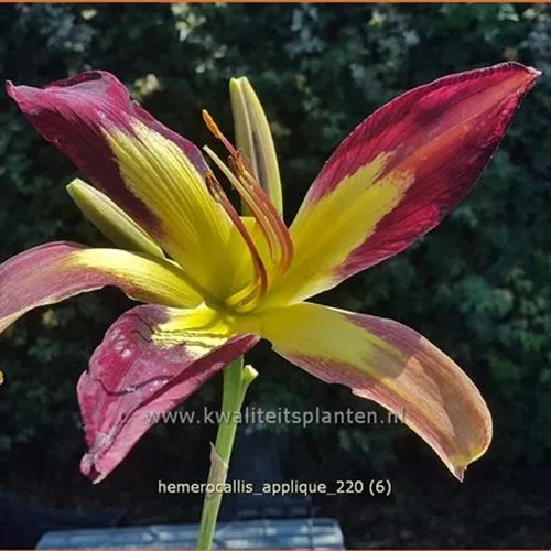 Hemerocallis 'Applique'