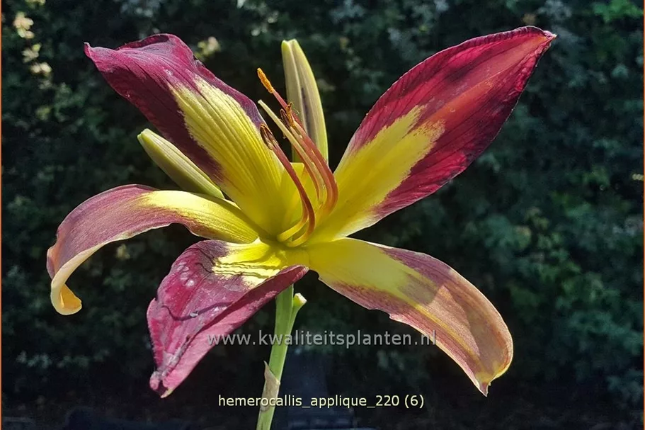 Hemerocallis 'Applique'