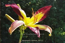 Hemerocallis 'Applique'