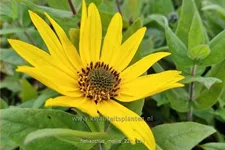 Helianthus mollis