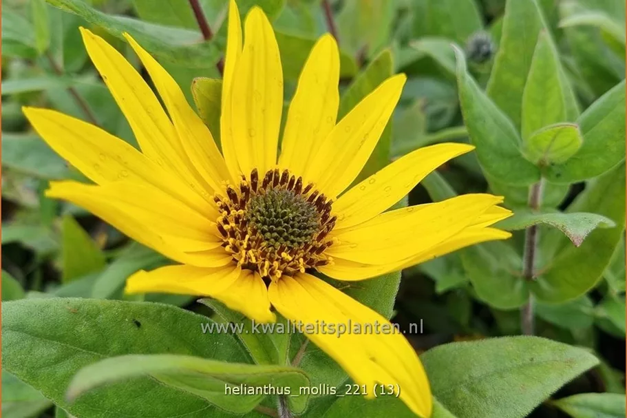 Helianthus mollis