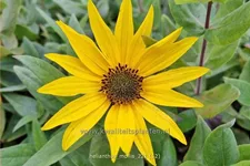 Helianthus mollis