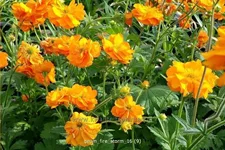 Geum chiloense 'Fire Storm'