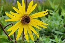 Helianthus mollis
