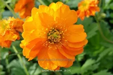 Geum chiloense 'Fire Storm'