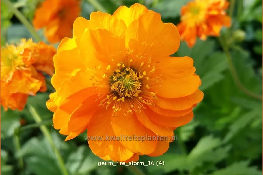 Geum chiloense 'Fire Storm'