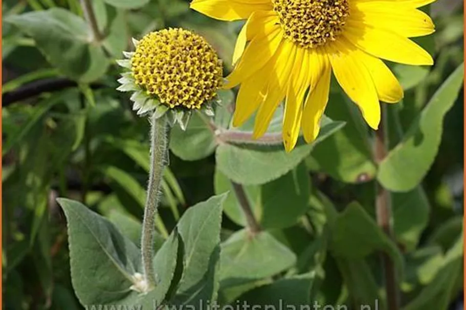 Helianthus mollis