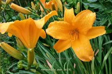 Hemerocallis 'Aten'