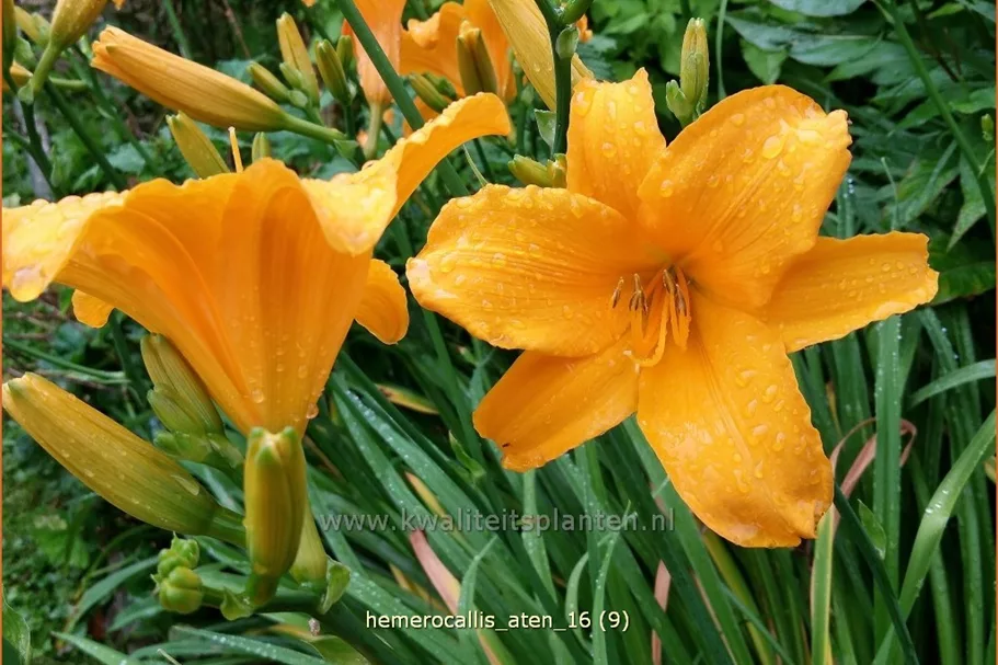 Hemerocallis 'Aten'