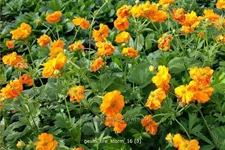 Geum chiloense 'Fire Storm'