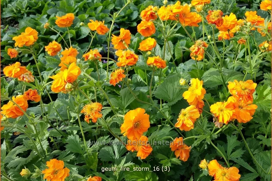 Geum chiloense 'Fire Storm'