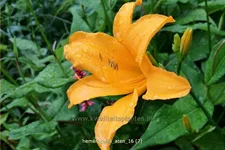 Hemerocallis 'Aten'
