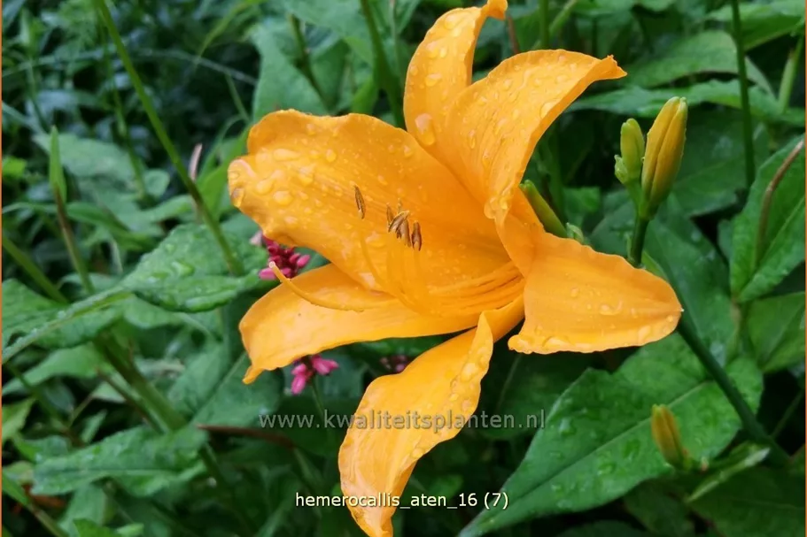 Hemerocallis 'Aten'