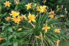 Hemerocallis 'Aten'