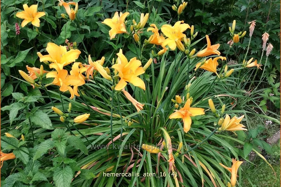 Hemerocallis 'Aten'