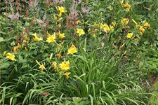 Hemerocallis 'Aten'