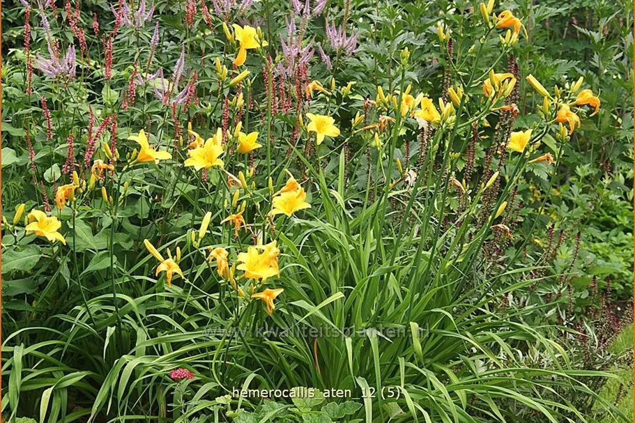 Hemerocallis 'Aten'