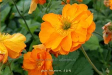 Geum chiloense 'Fire Storm'