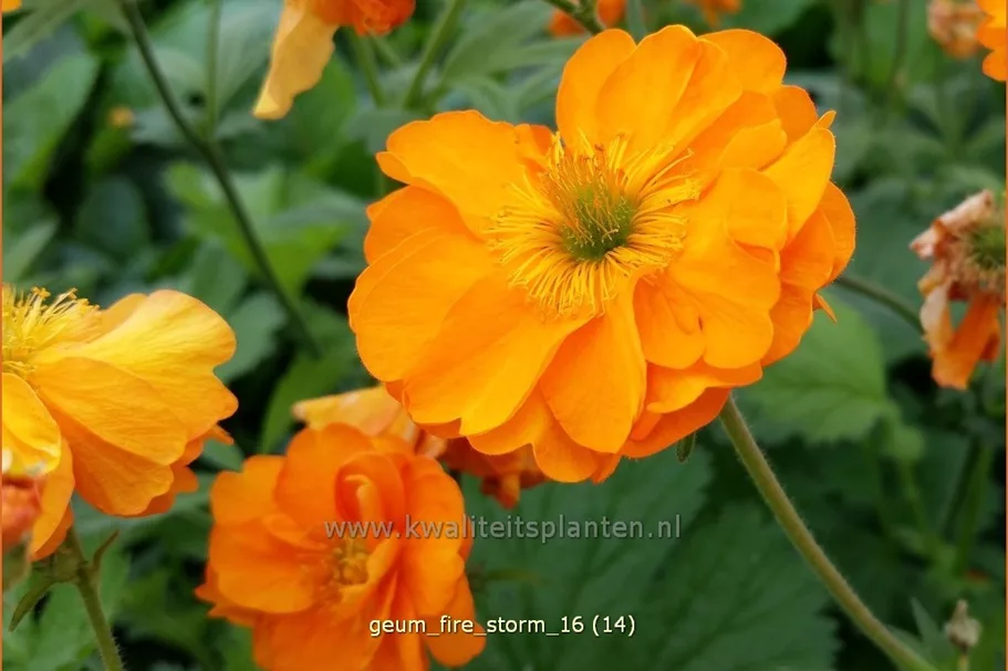 Geum chiloense 'Fire Storm'