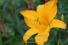 Hemerocallis 'Aten'