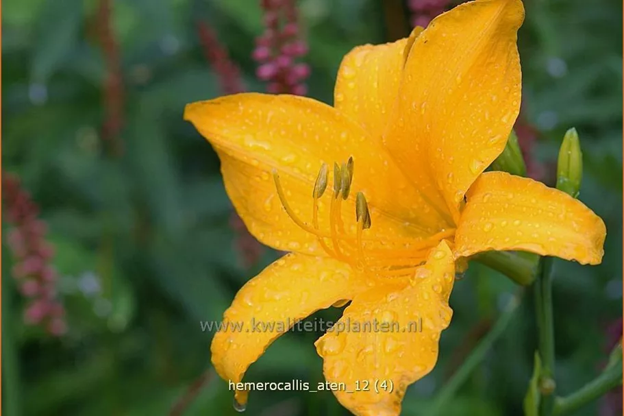 Hemerocallis 'Aten'