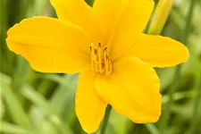 Hemerocallis 'Aten'