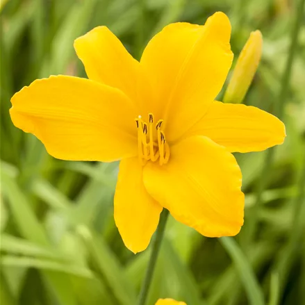 Hemerocallis 'Aten'