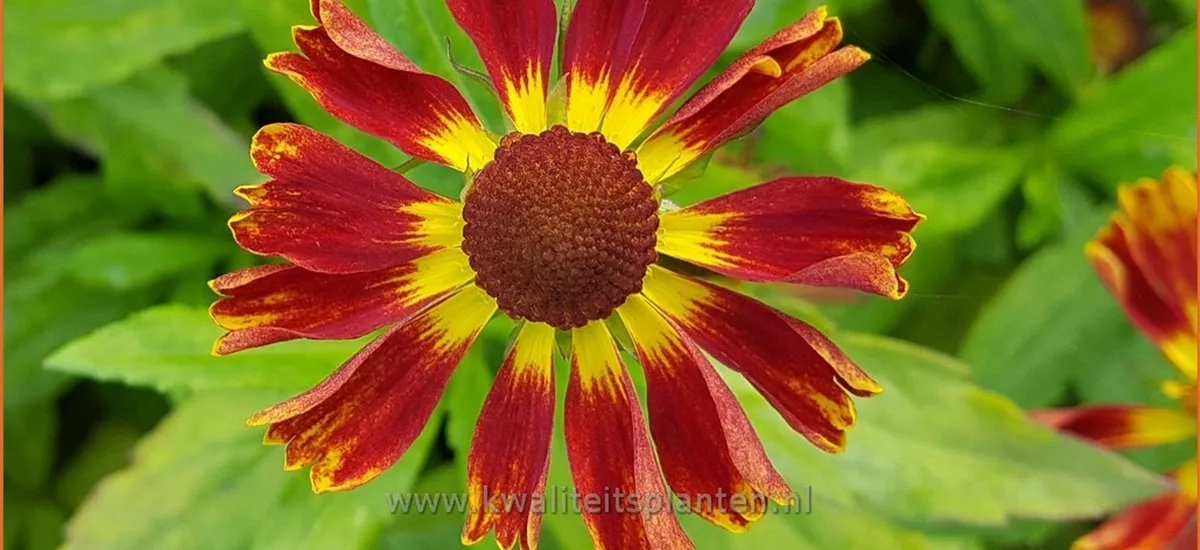 Helenium 'Dauerbrenner'